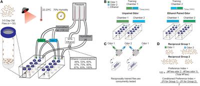 Cue-Induced Ethanol Seeking in Drosophila melanogaster Is Dose-Dependent